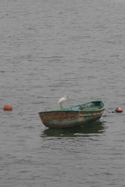 White Heron Hong Kong Coast Background — Stock Photo, Image