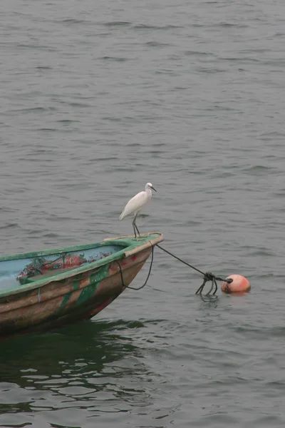 White Heron Hong Kong Coast Background — Stock Photo, Image