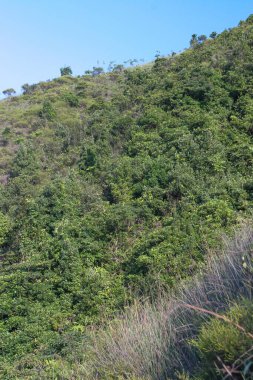 Hong Kong, Wilson Yolu No: 3 'teki yeşil tepe.