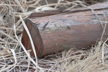 Güçlü rüzgarların ardından ormanda kırık bir çam ağacı.