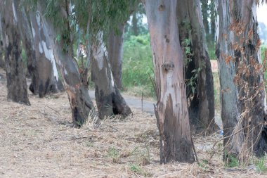 Güzel büyük yeşil ağaçlar, Nam Sang Wai, Yuen Long 'a karşı