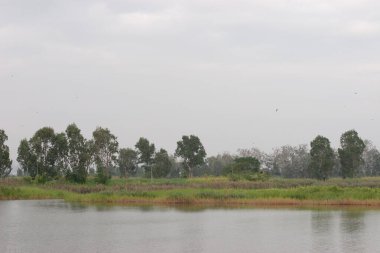 13 Kasım 2005 Nam Sang Wai, Yuen Long 'daki sulak arazi.