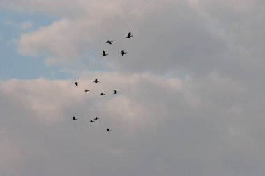 Bir grup kuş gri gökyüzünde uçuyor. . 