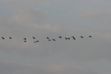 Bir grup kuş gri gökyüzünde uçuyor. . 