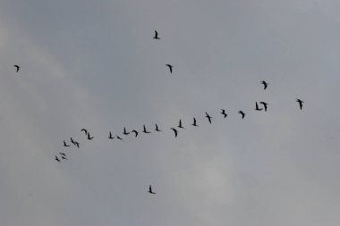 Bir grup kuş gri gökyüzünde uçuyor. . 