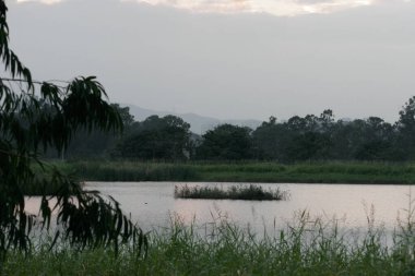 13 Kasım 2005 Nam Sang Wai, Yuen Long 'daki sulak arazi.