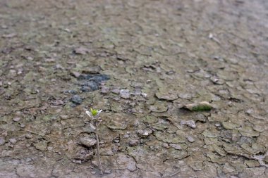 Toprak kabuğunu kurutuyor Toprak iklim değişikliği