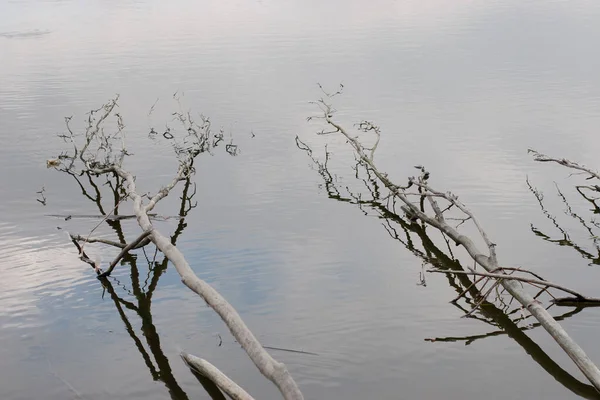 Wortels Van Bomen Het Water Reflectie Van Boomtakken — Stockfoto