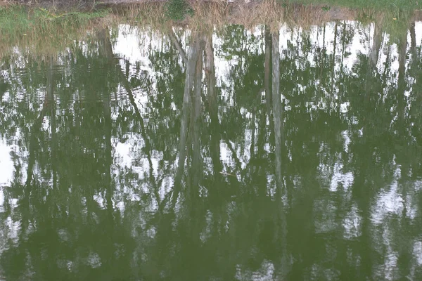 Nov 2005 Ein Natürlicher Hintergrund Aus Wasser Und Pflanzen — Stockfoto