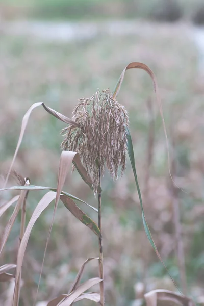 Nov 2005 Common Reed Phragmites Nam Sang Wai — Stock Photo, Image