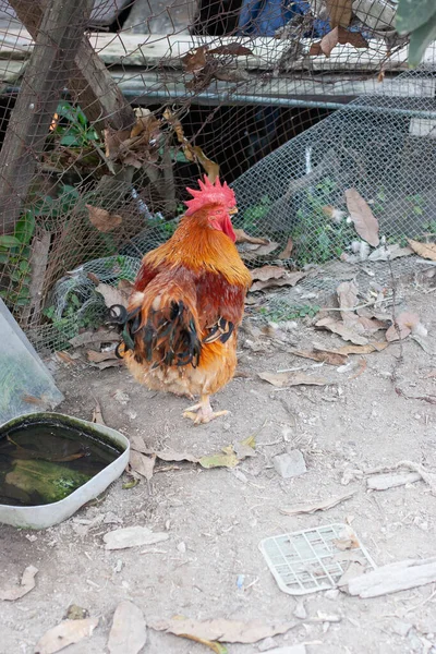 Nov 2005 Der Hahn Auf Der Naturbühne Hongkong — Stockfoto