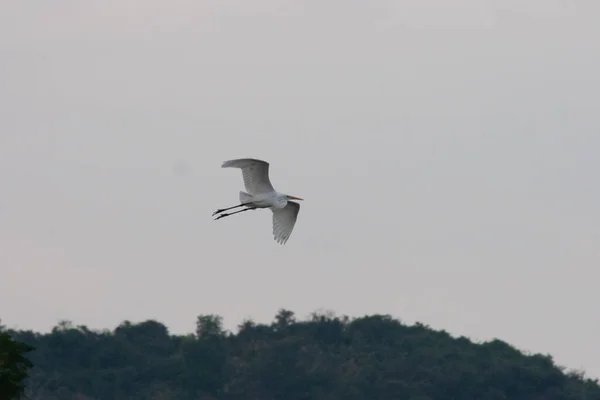 Nov 2005 Birds Flight Des Silhouettes Grues Vol — Photo