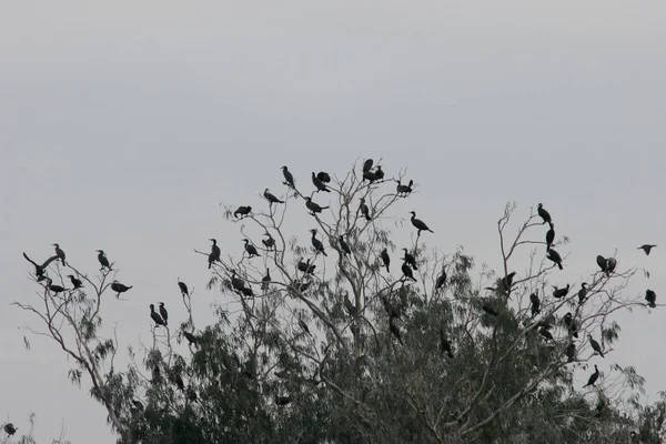 二零零五年十一月十三日在元朗南尚围的雀鸟 — 图库照片