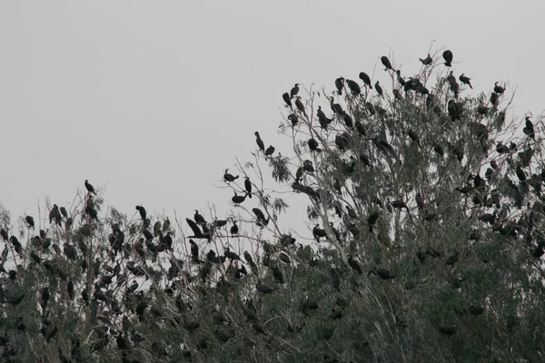 Nov 2005 Vogel Nam Sang Wai Yuen Long — Stockfoto