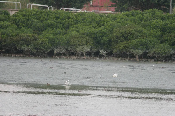 Nov 2005 Fågel Vid Våtmarken Vid Nam Sang Wai — Stockfoto