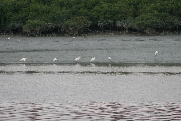 Nov 2005 Vogel Feuchtgebiet Von Nam Sang Wai — Stockfoto