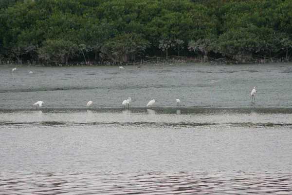 Nov 2005 Fågel Vid Våtmarken Vid Nam Sang Wai — Stockfoto