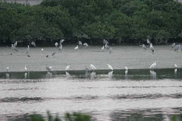 Nov 2005 Pássaro Zona Húmida Nam Sang Wai — Fotografia de Stock