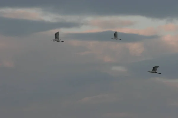 a group Birds flying in the gray sky .