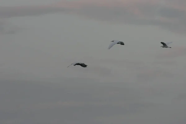 Μια Ομάδα Πτηνών Που Πετούν Στον Γκρίζο Ουρανό — Φωτογραφία Αρχείου