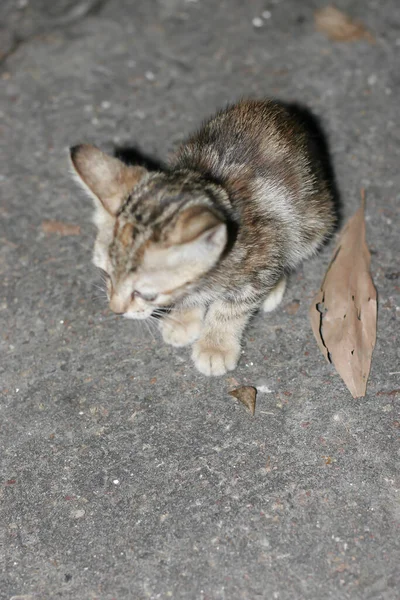 美丽的猫的背景 在松林上的猫的肖像 — 图库照片