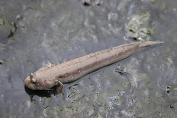 Mekikler kuyuda hoppfish, Hong Kong 
