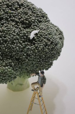 Korkmuş kedi brokoli ağacından iniyor. Bir adam.