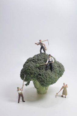 Brokoli hasadındaki küçük çiftçi.