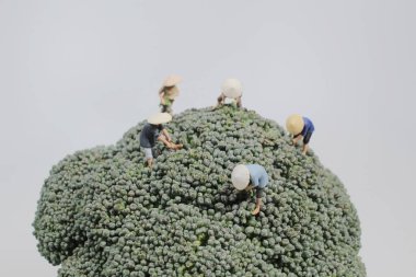 Asyalı Köylülerin Brokoli Hasadı Mini