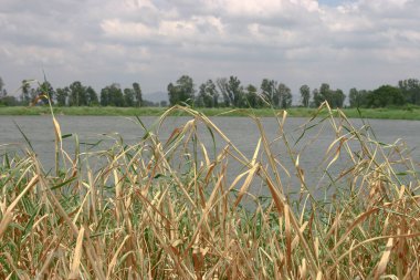Shan Pui Tsuen 'deki balık havuzu, Yuen long HK