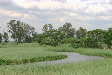Shan Pui Tsuen 'deki balık havuzu, Yuen long HK