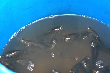 Fıçıdaki bir balık çiftliği salıverilmek üzere taşınır.