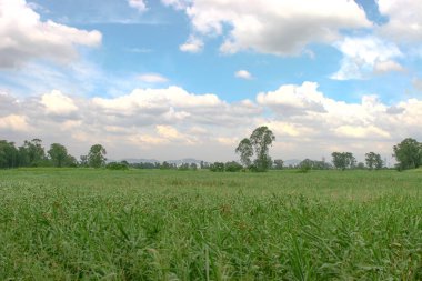 Wetland manzarası, Nam Sang Wai Hong Kong
