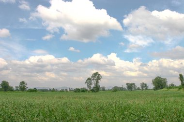 Wetland manzarası, Nam Sang Wai Hong Kong