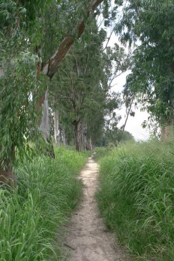 Güzel büyük yeşil ağaçlar, Nam Sang Wai, Yuen Long 'a karşı