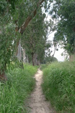 Güzel büyük yeşil ağaçlar, Nam Sang Wai, Yuen Long 'a karşı