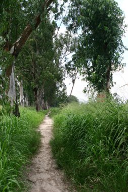 Güzel büyük yeşil ağaçlar, Nam Sang Wai, Yuen Long 'a karşı