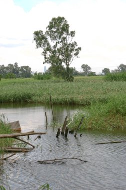 Fell Into A Pond, Trees After The Storm Broke
