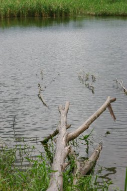 Fell Into A Pond, Trees After The Storm Broke