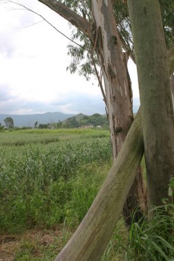 Güzel büyük yeşil ağaçlar, Nam Sang Wai, Yuen Long 'a karşı