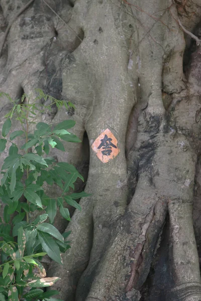 Hieroglyph Tree Bark Surface Green Leaves — Stock Photo, Image