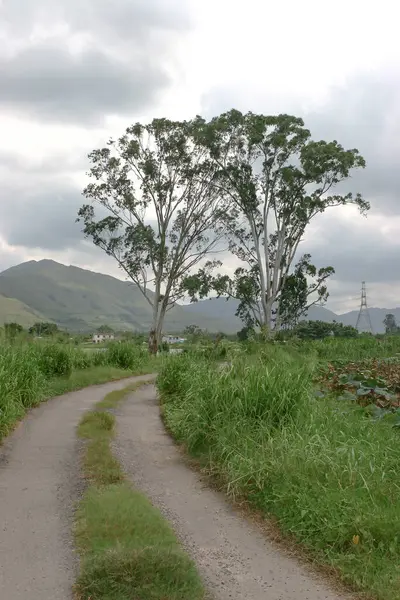 Eylül 2005 Shan Pui Tsuen Yuen Long Hong Kong Doğa — Stok fotoğraf