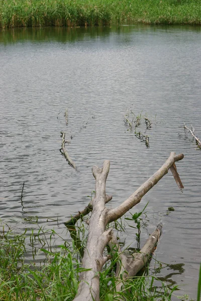 Fell Pond Trees Storm Broke — Zdjęcie stockowe