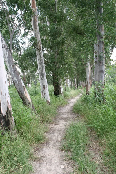 Schöne Große Grüne Bäume Gegen Nam Sang Wai Yuen Long — Stockfoto