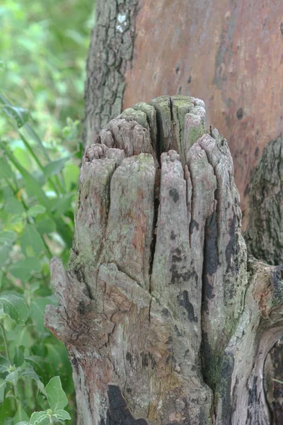 Tronco Árvore Quebrado Uma Natureza Hong Kong — Fotografia de Stock