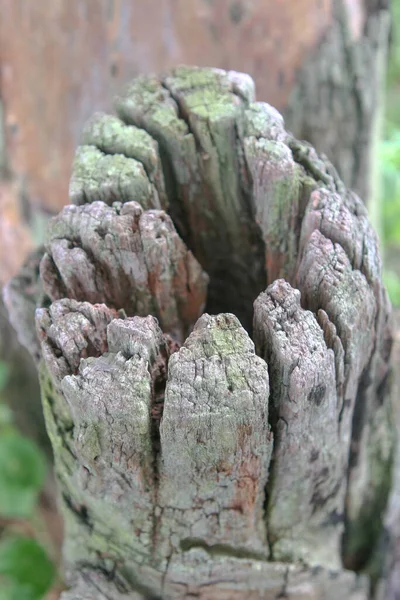 Broken tree trunk in a nature, hong kong