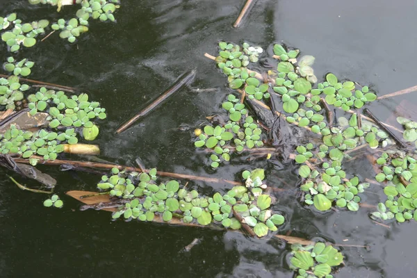 Duckweed Lemna Minor Pond Background — Zdjęcie stockowe