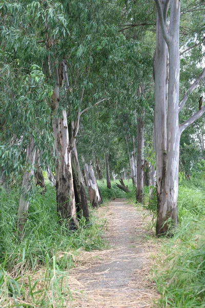 Caminho Aldeia Nam Sang Wai Yuen Long — Fotografia de Stock