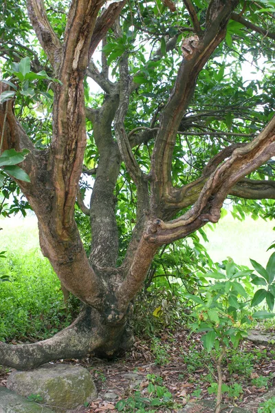 Hermosos Grandes Árboles Verdes Contra Nam Sang Wai Yuen Long — Foto de Stock