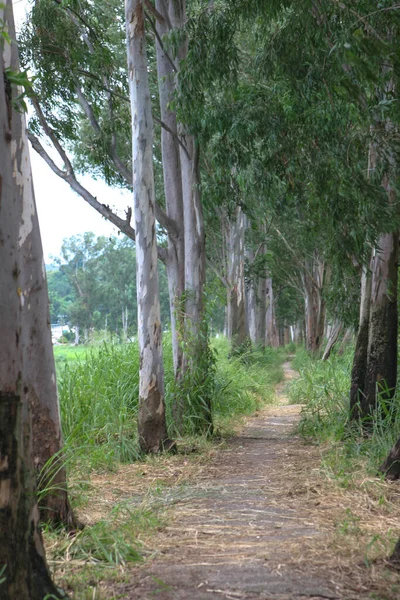 Bei Grandi Alberi Verdi Contro Nam Sang Wai Yuen Long — Foto Stock